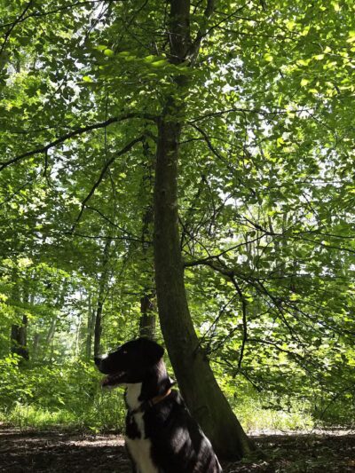 Tom Harvey Memorial Dog Park - Blanchester, OH