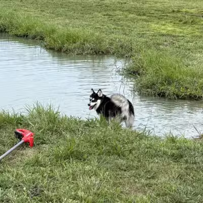 Tom Harvey Memorial Dog Park - Blanchester, OH