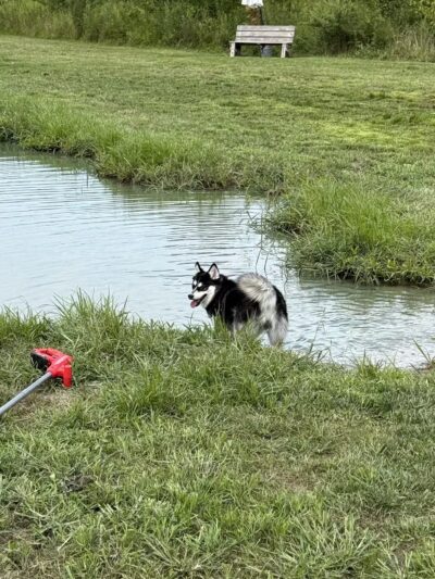 Tom Harvey Memorial Dog Park - Blanchester, OH