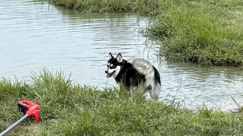 Tom Harvey Memorial Dog Park - Blanchester, OH