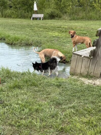 Tom Harvey Memorial Dog Park - Blanchester, OH