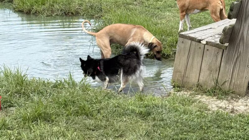 Tom Harvey Memorial Dog Park - Blanchester, OH