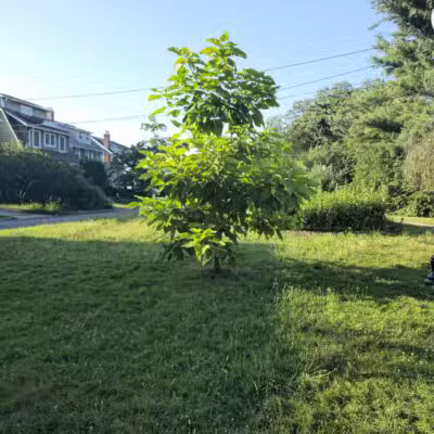 Halcyon Park - Bloomfield, NJ