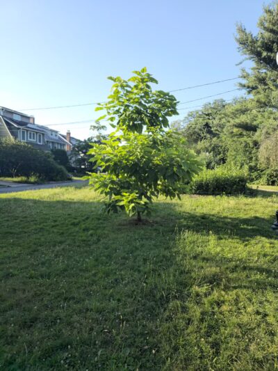 Halcyon Park - Bloomfield, NJ