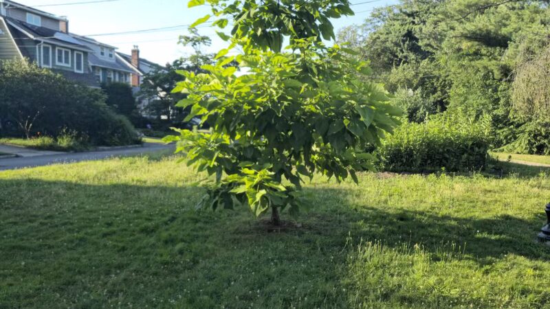 Halcyon Park - Bloomfield, NJ