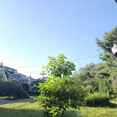 Halcyon Park - Bloomfield, NJ