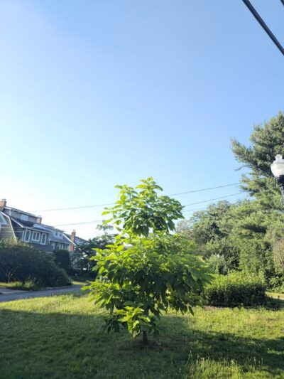 Halcyon Park - Bloomfield, NJ