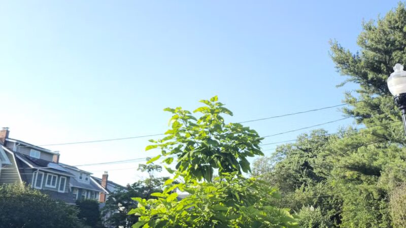 Halcyon Park - Bloomfield, NJ