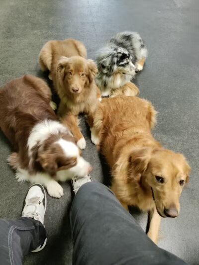 Dogtopia of Bloomfield - Bloomfield Hills,