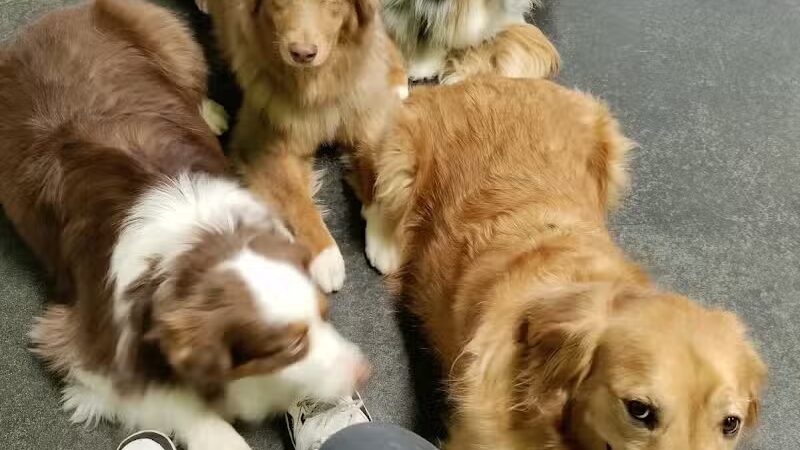 Dogtopia of Bloomfield - Bloomfield Hills,