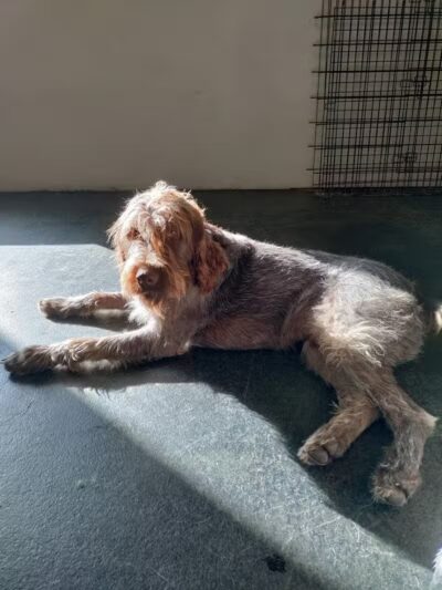 Dogtopia of Bloomfield - Bloomfield Hills,