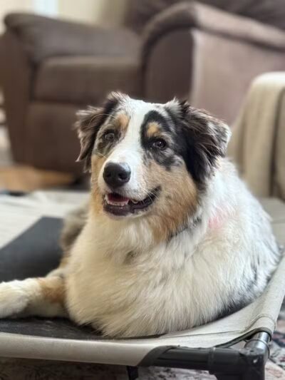 Dogtopia of Bloomfield - Bloomfield Hills,