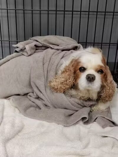 Dogtopia of Bloomfield - Bloomfield Hills,