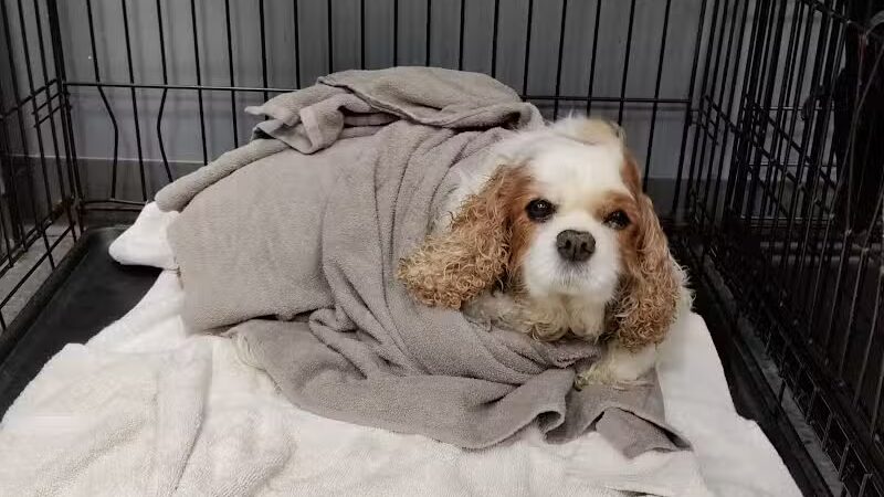 Dogtopia of Bloomfield - Bloomfield Hills,
