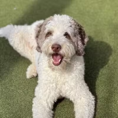 Dogtopia of Bloomfield - Bloomfield Hills,