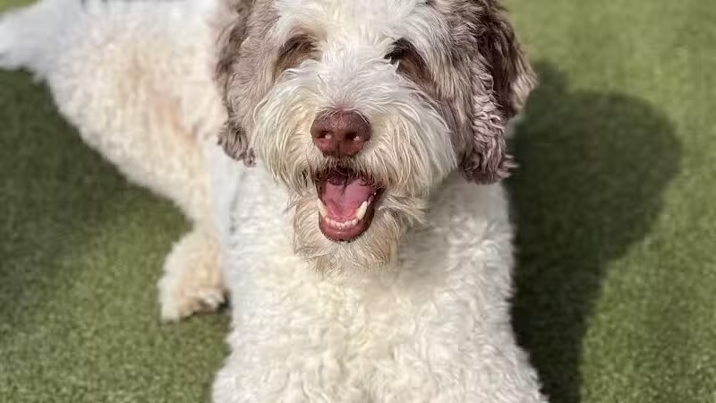 Dogtopia of Bloomfield - Bloomfield Hills,