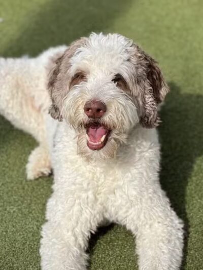 Dogtopia of Bloomfield - Bloomfield Hills,