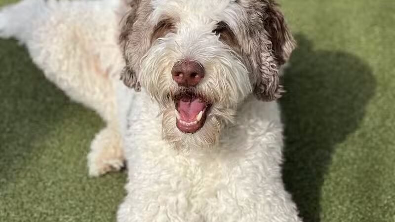 Dogtopia of Bloomfield - Bloomfield Hills,