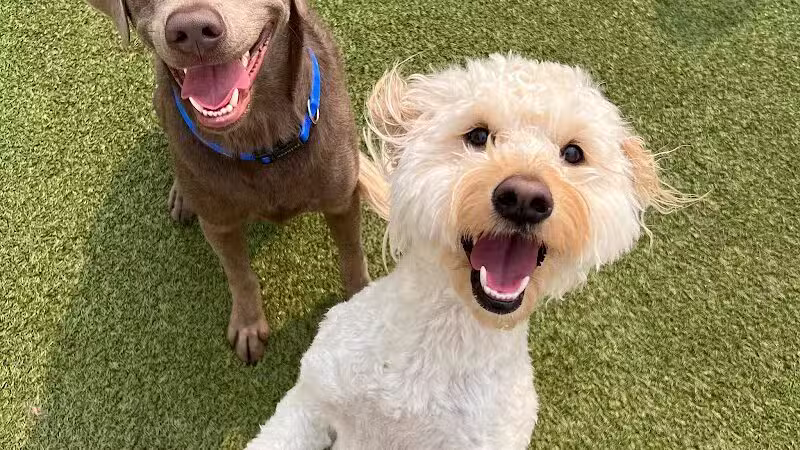 Dogtopia of Bloomfield - Bloomfield Hills,