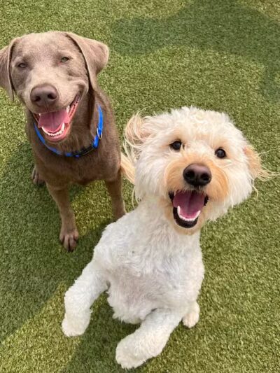 Dogtopia of Bloomfield - Bloomfield Hills,