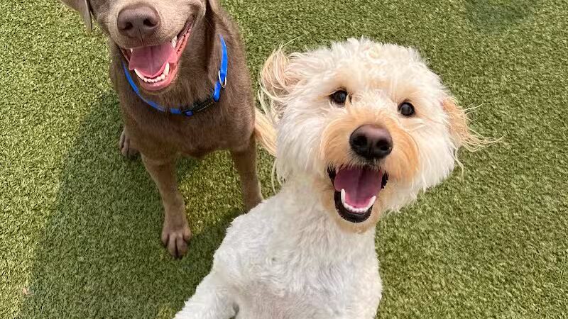 Dogtopia of Bloomfield - Bloomfield Hills,