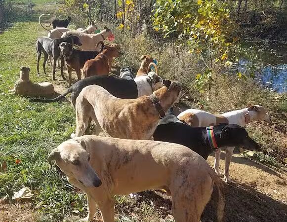 Gbark - Bloomfield, IN