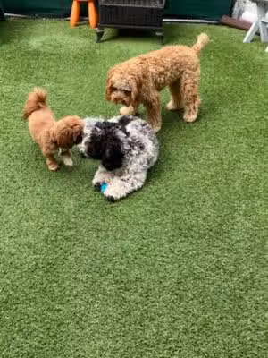 The LI'L Woof Club, LLC. - Bloomfield, NJ