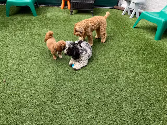 The LI'L Woof Club, LLC. - Bloomfield, NJ