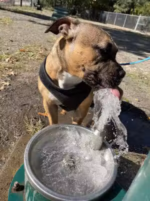 Watsessing Dog Park - Bloomfield, NJ