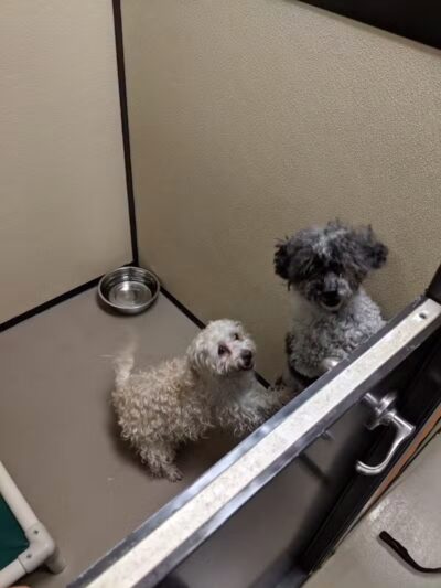 4 Paws Community Center - Bloomfield Township,