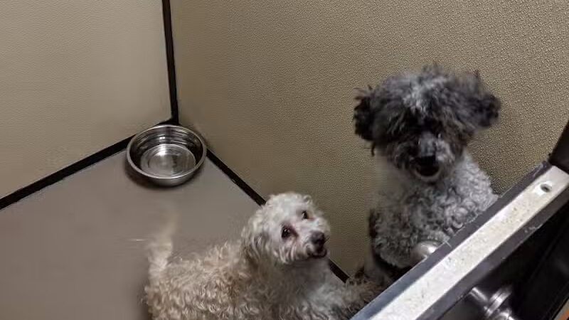 4 Paws Community Center - Bloomfield Township,