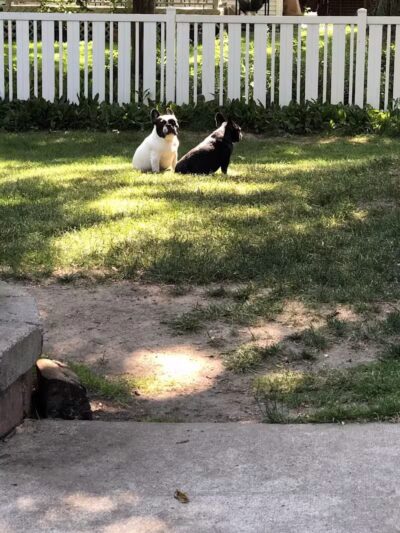 4 Paws Community Center - Bloomfield Township,