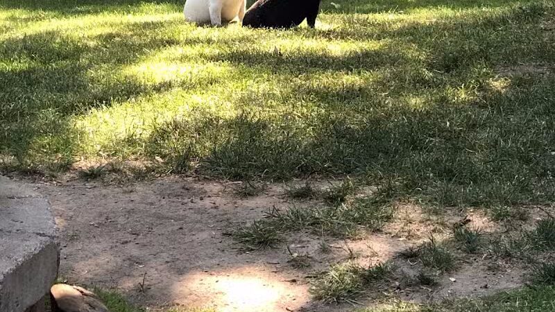 4 Paws Community Center - Bloomfield Township,