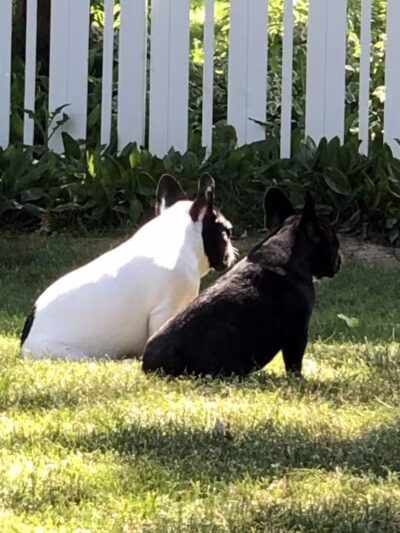 4 Paws Community Center - Bloomfield Township,