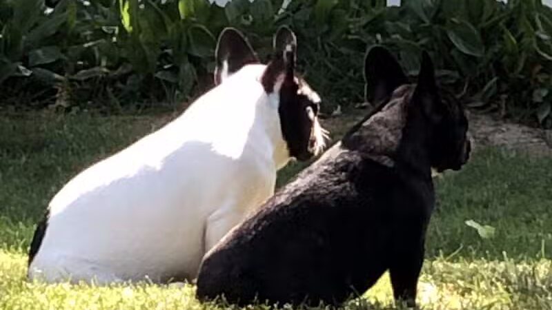 4 Paws Community Center - Bloomfield Township,