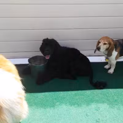 4 Paws Community Center - Bloomfield Township,