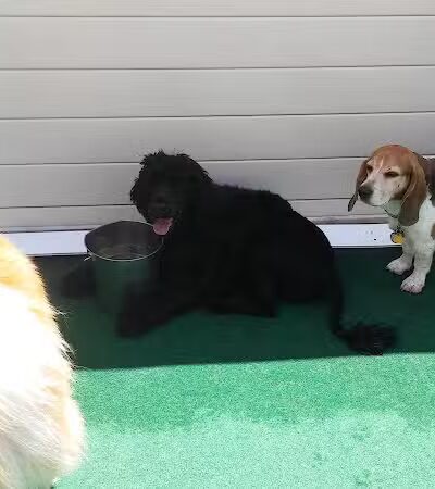 4 Paws Community Center - Bloomfield Township,