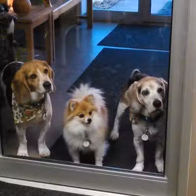 4 Paws Community Center - Bloomfield Township,