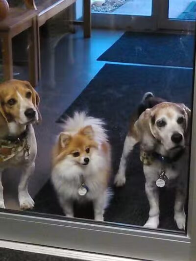 4 Paws Community Center - Bloomfield Township,