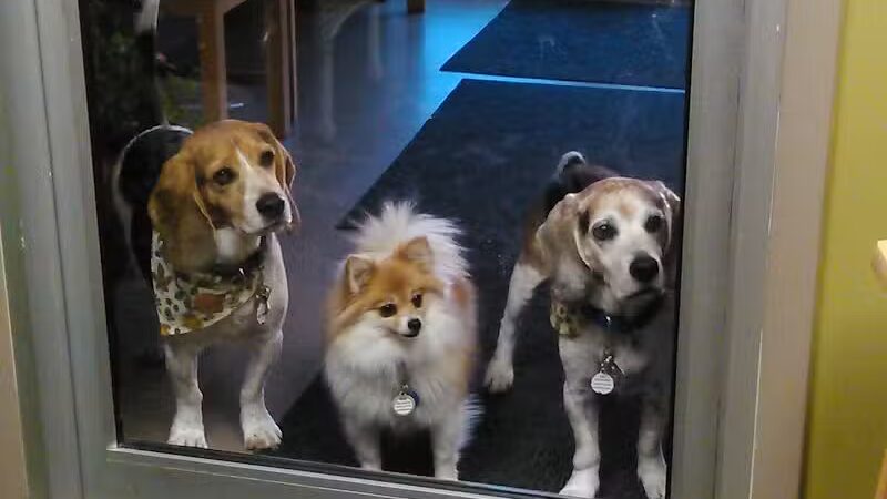 4 Paws Community Center - Bloomfield Township,