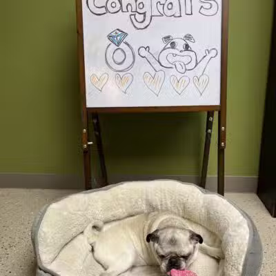 4 Paws Community Center - Bloomfield Township,
