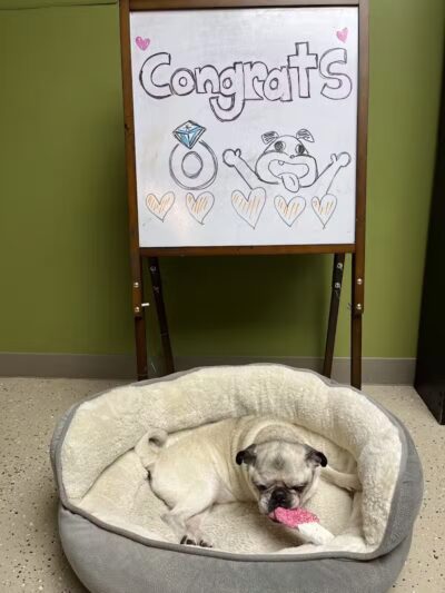 4 Paws Community Center - Bloomfield Township,