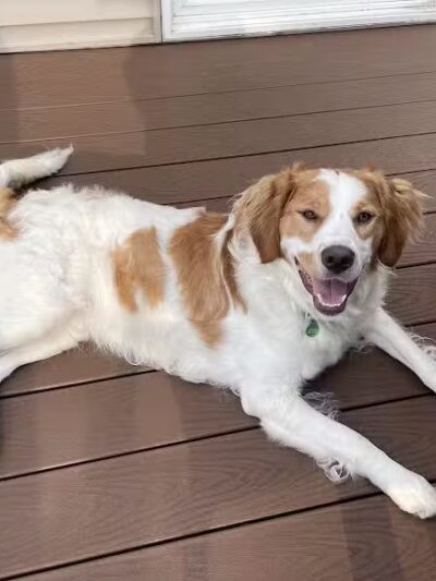 4 Paws Community Center - Bloomfield Township,