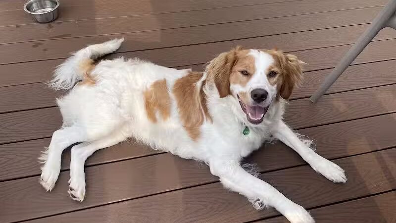 4 Paws Community Center - Bloomfield Township,