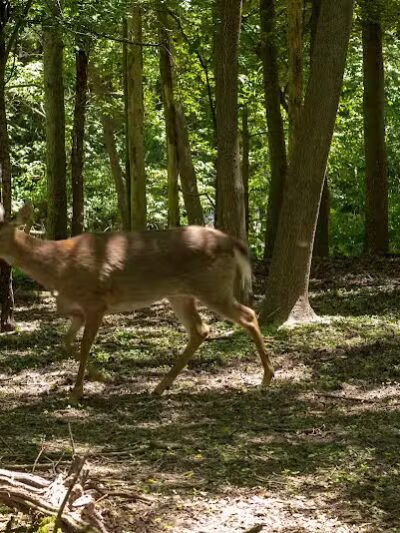Johnson Nature Center - Bloomfield Township,