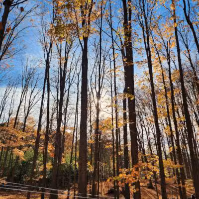 Johnson Nature Center - Bloomfield Township,