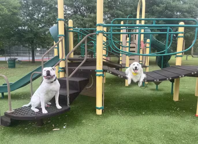 Tip Top K9 Bloomfield Hills Dog Training - Bloomfield Township,
