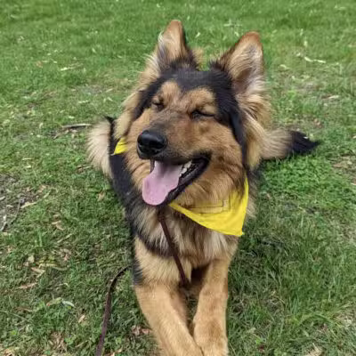 Tip Top K9 Bloomfield Hills Dog Training - Bloomfield Township,