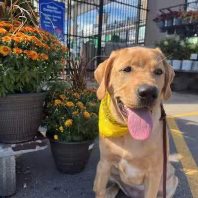 Tip Top K9 Bloomfield Hills Dog Training - Bloomfield Township,