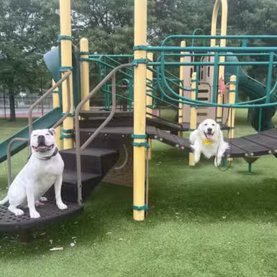 Tip Top K9 Bloomfield Hills Dog Training - Bloomfield Township,